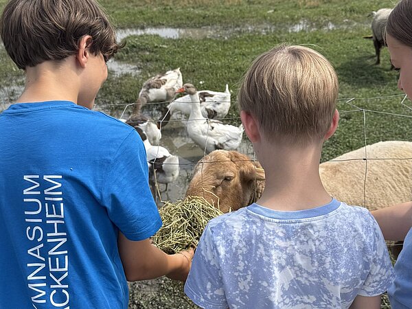 Klasse 6c zu Besuch auf dem Bauernhof